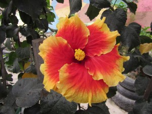 Cameron Highlands-083